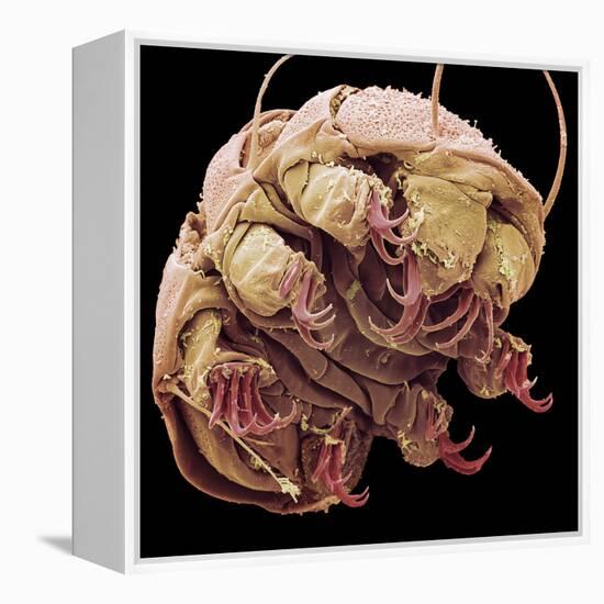 Tardigrade, SEM-Steve Gschmeissner-Framed Premier Image Canvas