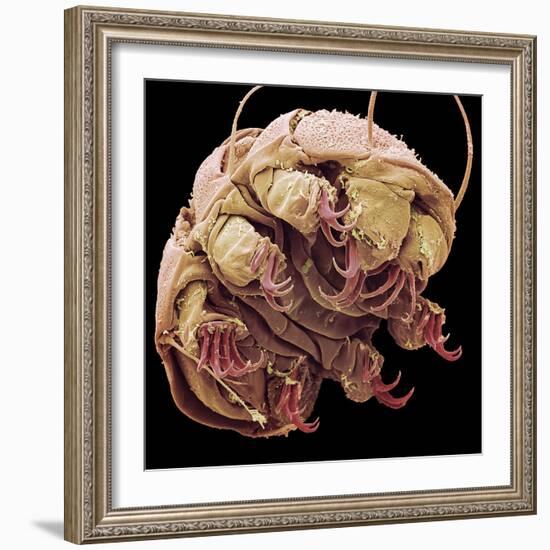 Tardigrade, SEM-Steve Gschmeissner-Framed Premium Photographic Print