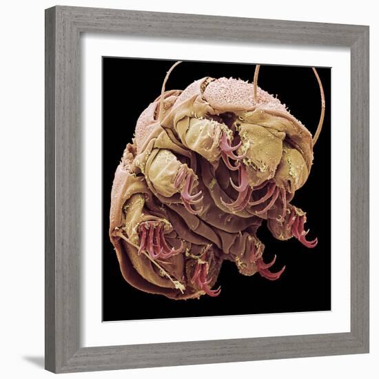 Tardigrade, SEM-Steve Gschmeissner-Framed Premium Photographic Print