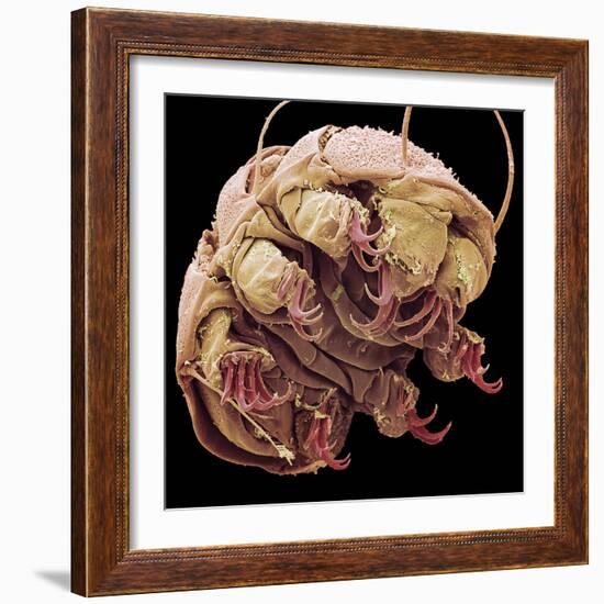 Tardigrade, SEM-Steve Gschmeissner-Framed Premium Photographic Print