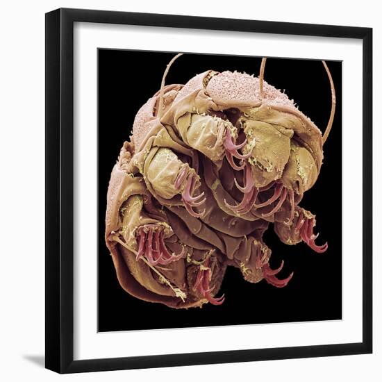 Tardigrade, SEM-Steve Gschmeissner-Framed Premium Photographic Print