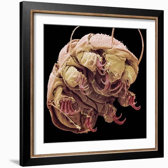 Tardigrade, SEM-Steve Gschmeissner-Framed Premium Photographic Print