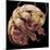 Tardigrade, SEM-Steve Gschmeissner-Mounted Premium Photographic Print