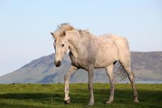 White Horse Portrait-Targn Pleiades-Photographic Print