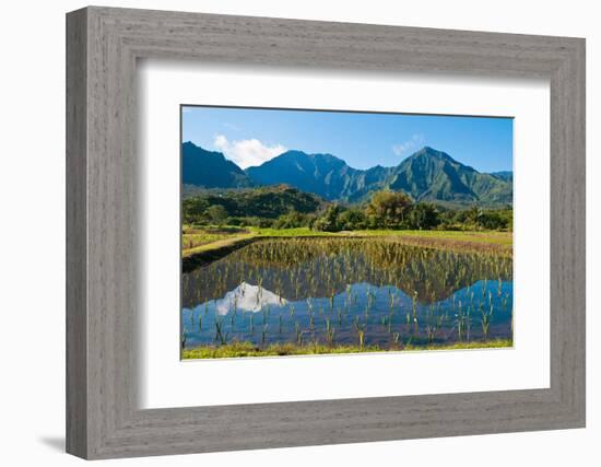 Taro field, Hanalei, Kauai, Hawaii-Mark A Johnson-Framed Photographic Print