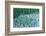 Taro field, Hanalei, Kauai, Hawaii-Mark A Johnson-Framed Photographic Print