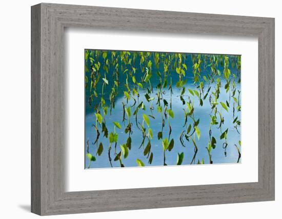 Taro field, Hanalei, Kauai, Hawaii-Mark A Johnson-Framed Photographic Print