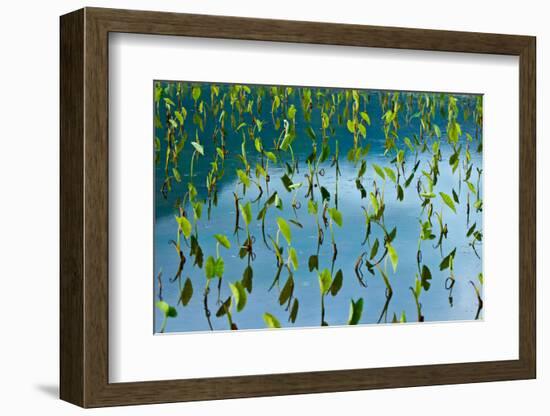 Taro field, Hanalei, Kauai, Hawaii-Mark A Johnson-Framed Photographic Print