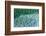 Taro field, Hanalei, Kauai, Hawaii-Mark A Johnson-Framed Photographic Print