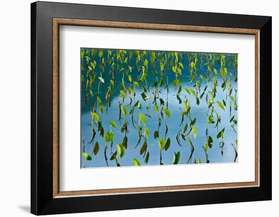 Taro field, Hanalei, Kauai, Hawaii-Mark A Johnson-Framed Photographic Print