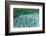 Taro field, Hanalei, Kauai, Hawaii-Mark A Johnson-Framed Photographic Print