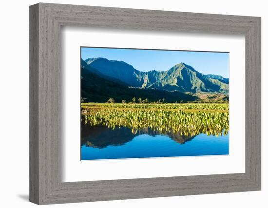 Taro fields, Hanalei Valley, Kauai, Hawaii, USA-Mark A Johnson-Framed Photographic Print