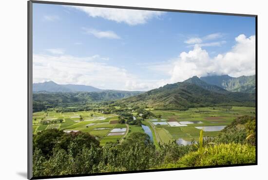 Taro Fields in Hanalei National Wildlife Refuge, Hanalei Valley, Kauai, Hawaii-Michael DeFreitas-Mounted Photographic Print