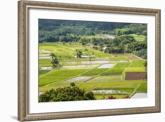 Taro Fields in Hanalei National Wildlife Refuge-Michael DeFreitas-Framed Photographic Print