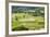 Taro Fields in Hanalei National Wildlife Refuge-Michael DeFreitas-Framed Photographic Print