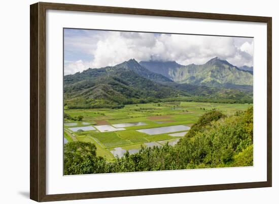 Taro Fields in Hanalei National Wildlife Refuge-Michael DeFreitas-Framed Photographic Print