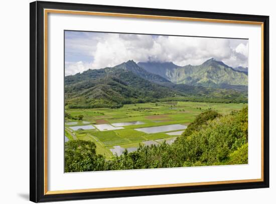 Taro Fields in Hanalei National Wildlife Refuge-Michael DeFreitas-Framed Photographic Print