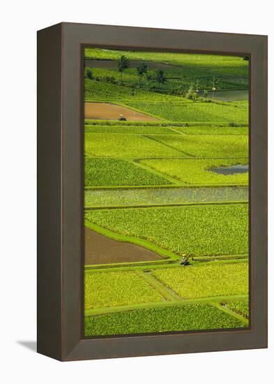 Taro Fields Near Hanalei on the Island of Kauai, Hawaii, United States of America, Pacific-Michael Runkel-Framed Premier Image Canvas