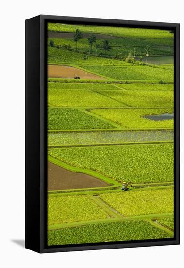 Taro Fields Near Hanalei on the Island of Kauai, Hawaii, United States of America, Pacific-Michael Runkel-Framed Premier Image Canvas