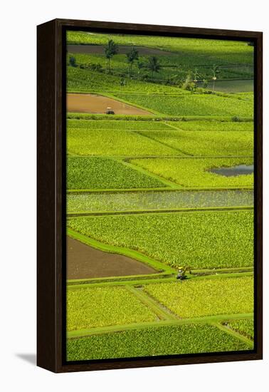 Taro Fields Near Hanalei on the Island of Kauai, Hawaii, United States of America, Pacific-Michael Runkel-Framed Premier Image Canvas