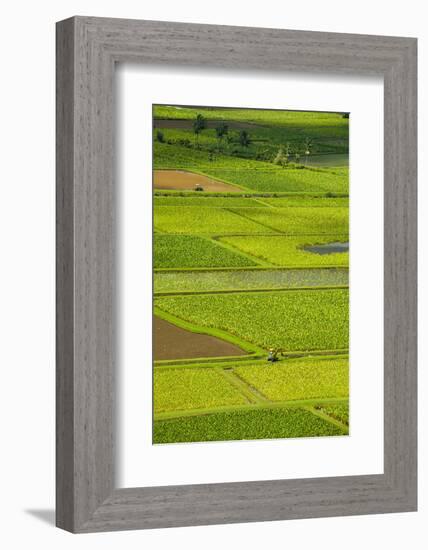 Taro Fields Near Hanalei on the Island of Kauai, Hawaii, United States of America, Pacific-Michael Runkel-Framed Photographic Print