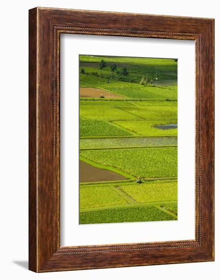 Taro Fields Near Hanalei on the Island of Kauai, Hawaii, United States of America, Pacific-Michael Runkel-Framed Photographic Print