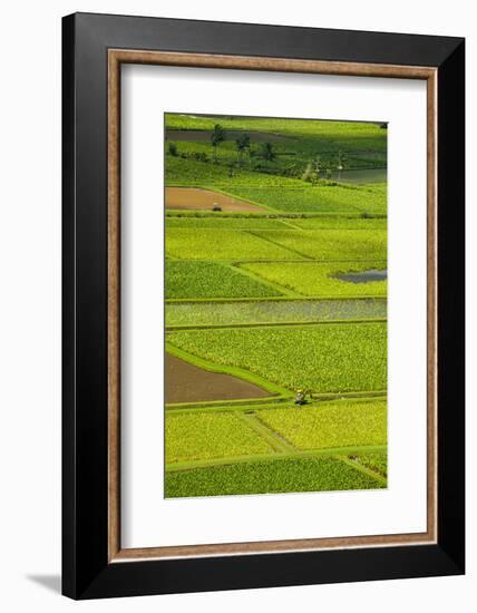 Taro Fields Near Hanalei on the Island of Kauai, Hawaii, United States of America, Pacific-Michael Runkel-Framed Photographic Print