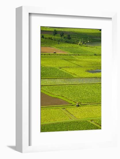 Taro Fields Near Hanalei on the Island of Kauai, Hawaii, United States of America, Pacific-Michael Runkel-Framed Photographic Print