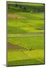 Taro Fields Near Hanalei on the Island of Kauai, Hawaii, United States of America, Pacific-Michael Runkel-Mounted Photographic Print