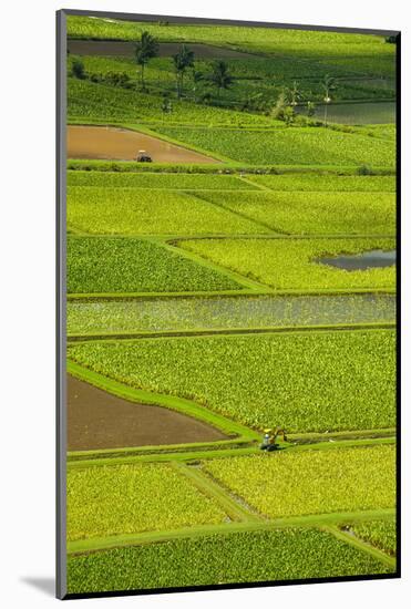 Taro Fields Near Hanalei on the Island of Kauai, Hawaii, United States of America, Pacific-Michael Runkel-Mounted Photographic Print