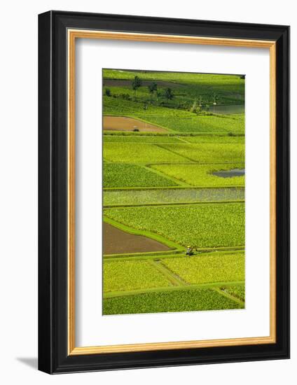 Taro Fields Near Hanalei on the Island of Kauai, Hawaii, United States of America, Pacific-Michael Runkel-Framed Photographic Print