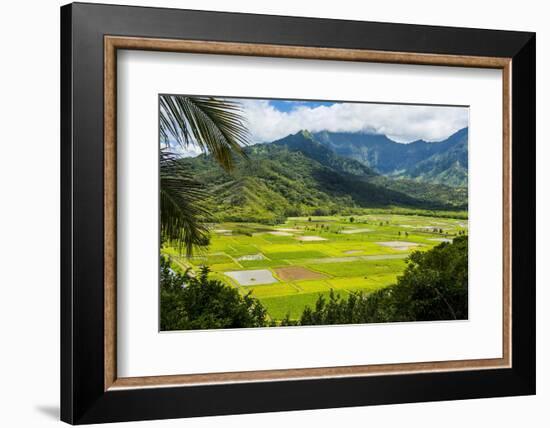 Taro Fields Near Hanalei on the Island of Kauai, Hawaii, United States of America, Pacific-Michael Runkel-Framed Photographic Print