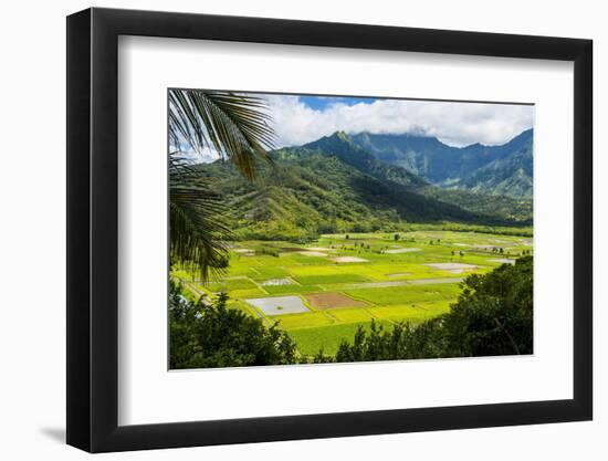 Taro Fields Near Hanalei on the Island of Kauai, Hawaii, United States of America, Pacific-Michael Runkel-Framed Photographic Print