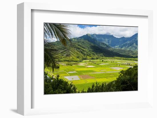 Taro Fields Near Hanalei on the Island of Kauai, Hawaii, United States of America, Pacific-Michael Runkel-Framed Photographic Print