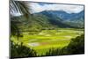 Taro Fields Near Hanalei on the Island of Kauai, Hawaii, United States of America, Pacific-Michael Runkel-Mounted Photographic Print