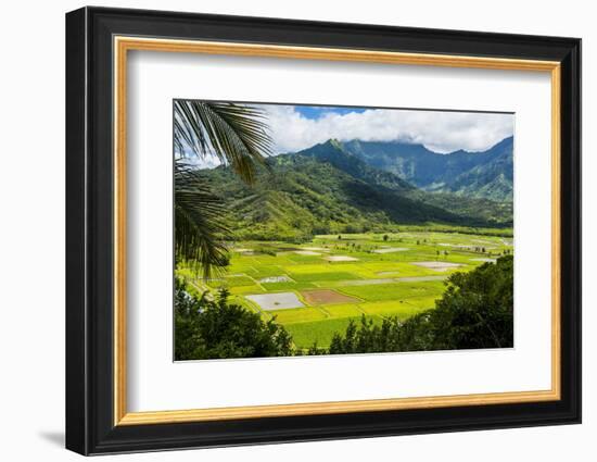 Taro Fields Near Hanalei on the Island of Kauai, Hawaii, United States of America, Pacific-Michael Runkel-Framed Photographic Print