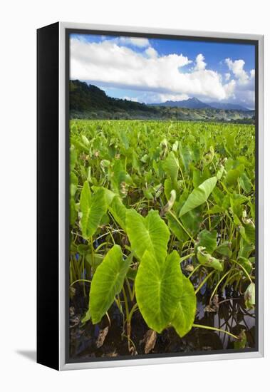 Taro Plant Fields-Terry Eggers-Framed Premier Image Canvas