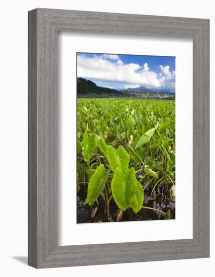 Taro Plant Fields-Terry Eggers-Framed Photographic Print