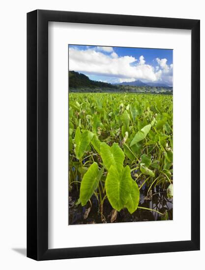 Taro Plant Fields-Terry Eggers-Framed Photographic Print