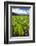 Taro Plant Fields-Terry Eggers-Framed Photographic Print