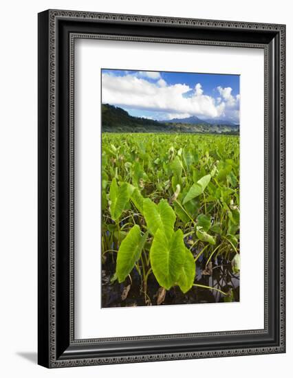 Taro Plant Fields-Terry Eggers-Framed Photographic Print