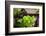 Taro Plant, Foshan Ancestral Temple, Foshan, China-Stuart Westmorland-Framed Photographic Print