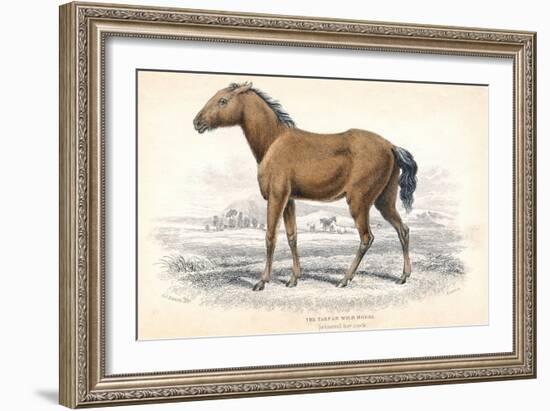 Tarpan, 1830-William Home Lizars-Framed Giclee Print