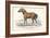 Tarpan, 1830-William Home Lizars-Framed Giclee Print