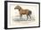 Tarpan, 1830-William Home Lizars-Framed Giclee Print