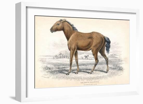 Tarpan, 1830-William Home Lizars-Framed Giclee Print