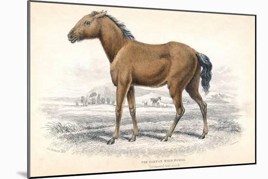 Tarpan, 1830-William Home Lizars-Mounted Giclee Print