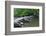 Tarr Steps, Medieval Clapper Bridge Crossing the River Barle, Exmoor National Park, Somerset, UK-Ross Hoddinott-Framed Photographic Print