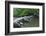 Tarr Steps, Medieval Clapper Bridge Crossing the River Barle, Exmoor National Park, Somerset, UK-Ross Hoddinott-Framed Photographic Print