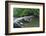 Tarr Steps, Medieval Clapper Bridge Crossing the River Barle, Exmoor National Park, Somerset, UK-Ross Hoddinott-Framed Photographic Print